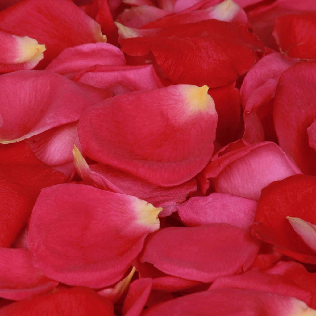 Scarlet Romance™ Freeze Dried Rose Petals