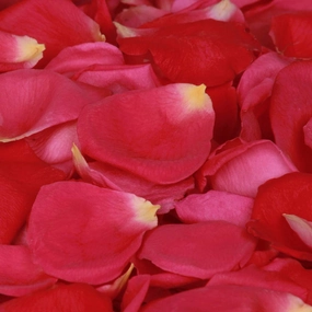 Scarlet Romance™ Freeze Dried Rose Petals