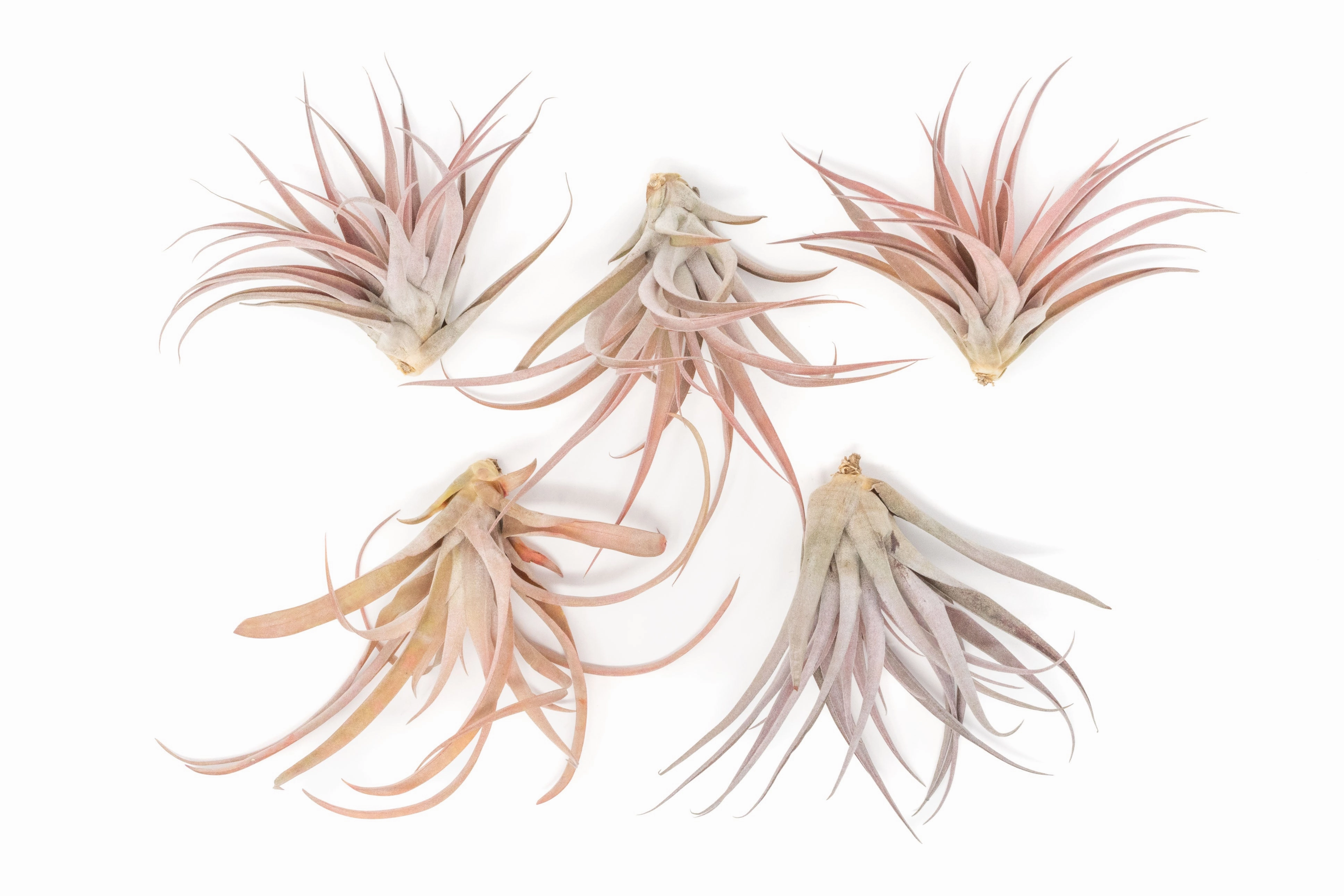 Wholesale - Large Tillandsia Capitata Peach Air Plants / 4-6 Inch Plants