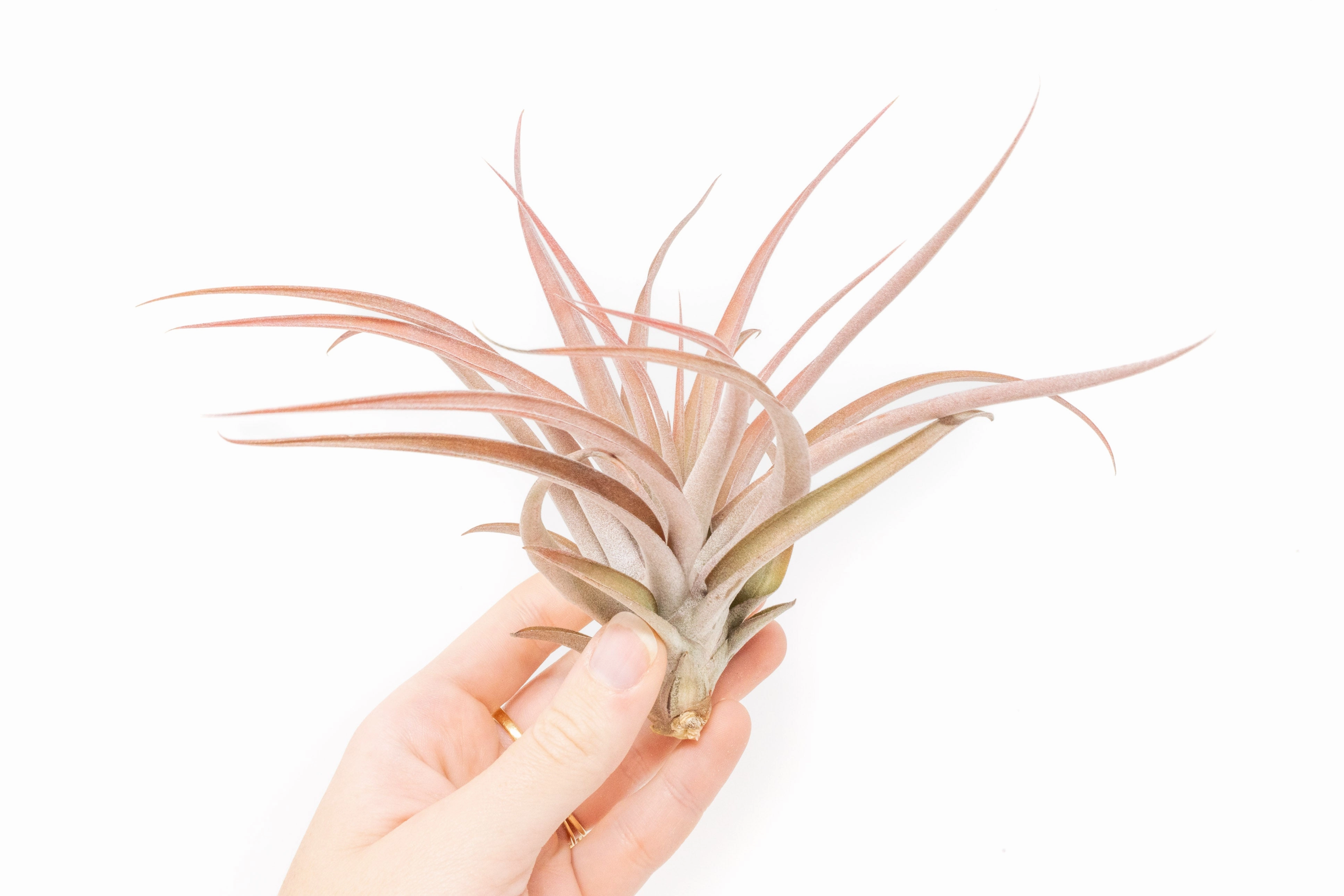 Wholesale - Large Tillandsia Capitata Peach Air Plants / 4-6 Inch Plants