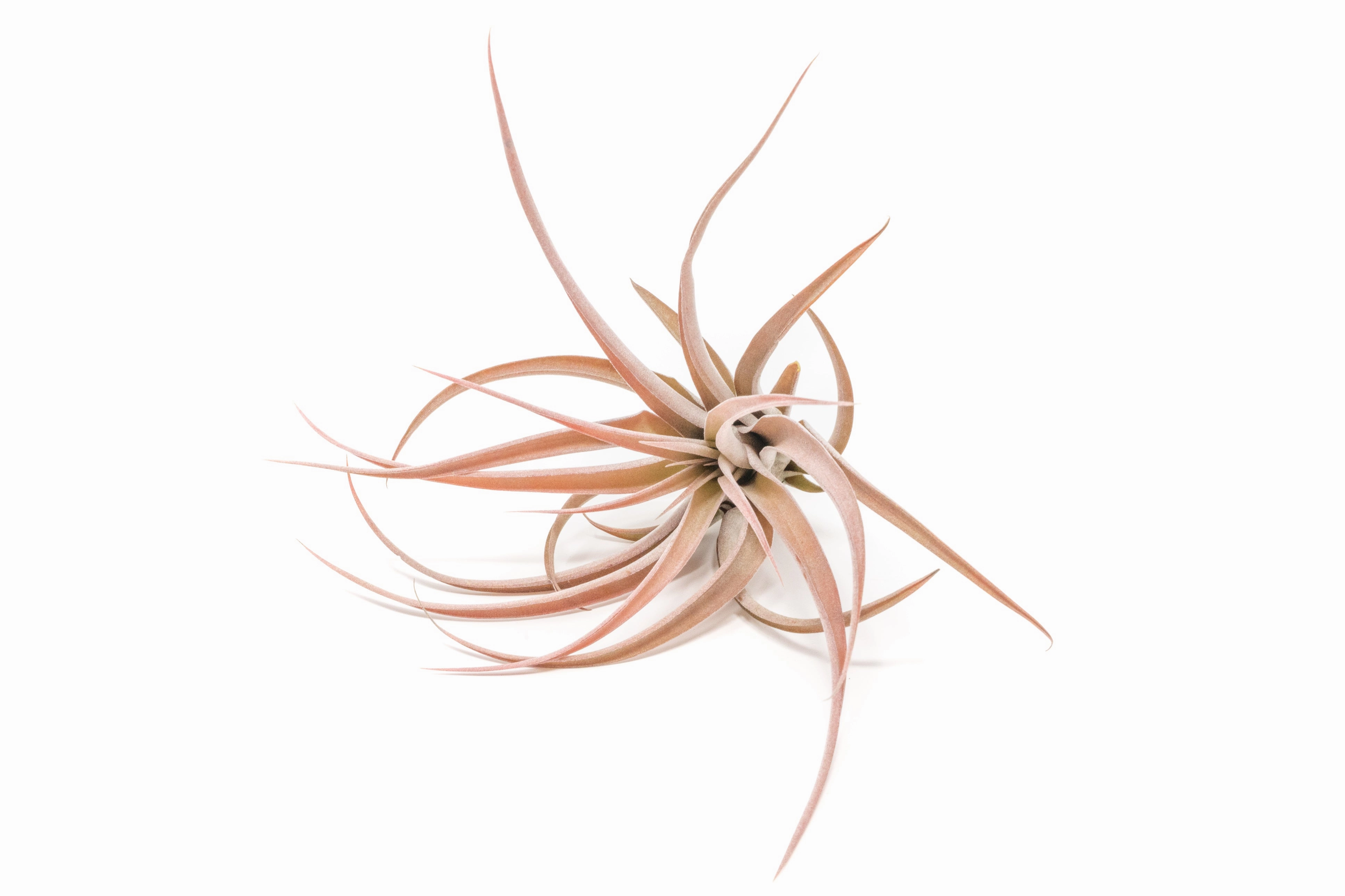 Wholesale - Large Tillandsia Capitata Peach Air Plants / 4-6 Inch Plants