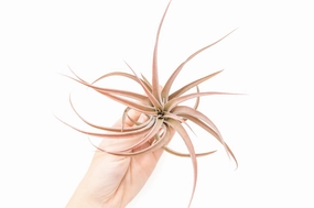 Wholesale - Large Tillandsia Capitata Peach Air Plants / 4-6 Inch Plants