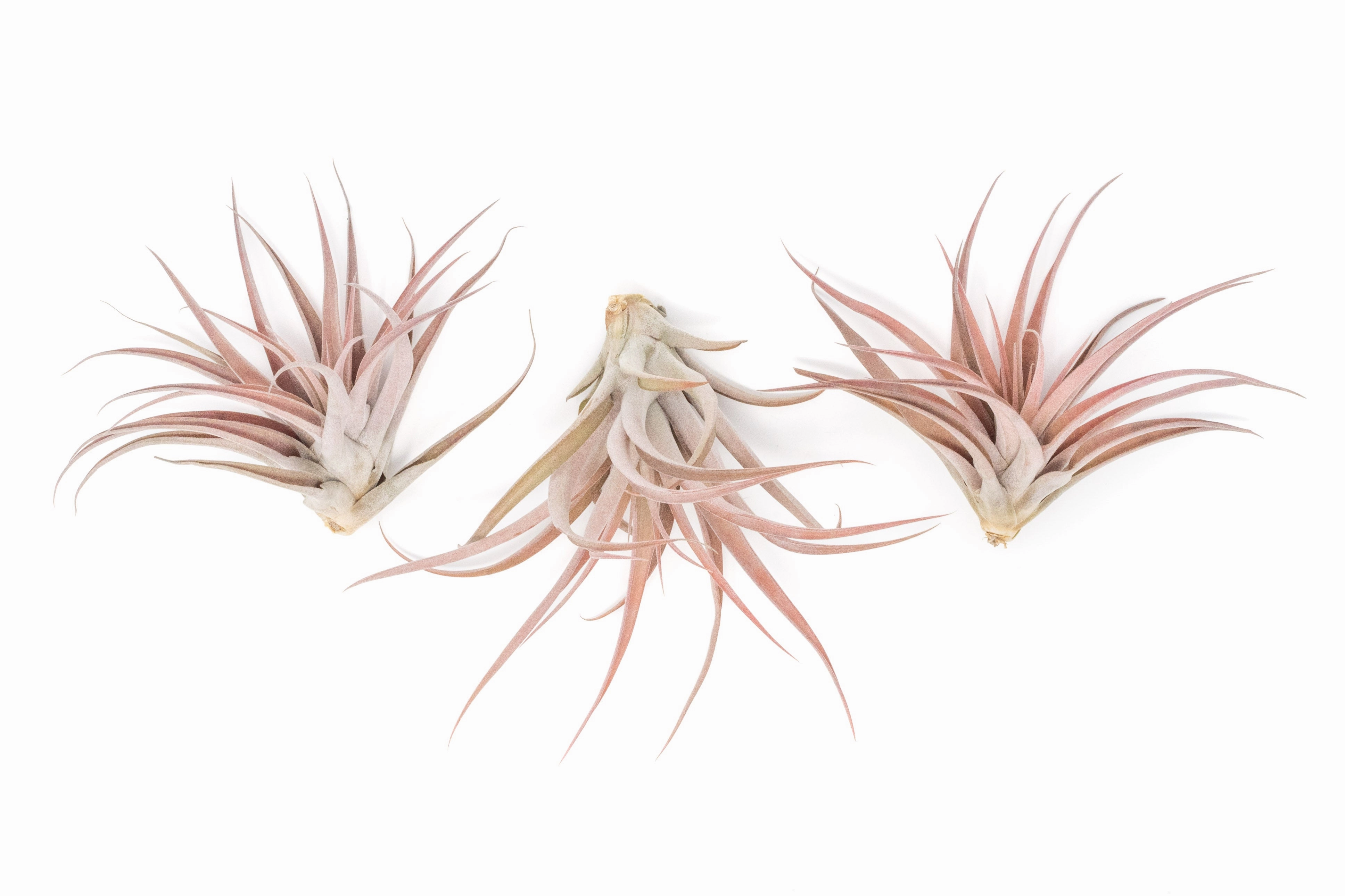Wholesale - Large Tillandsia Capitata Peach Air Plants / 4-6 Inch Plants